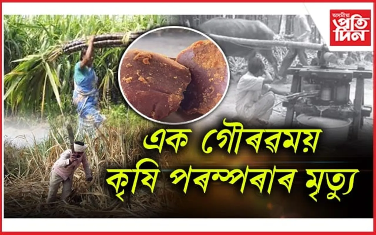 চিনাকান গাঁৱৰ গ্ৰাম্য অৰ্থনীতিৰ অংগ আছিল  কুঁহিয়াৰ খেতি